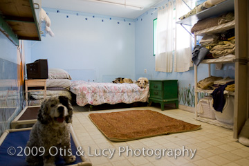Back doggy bedroom
